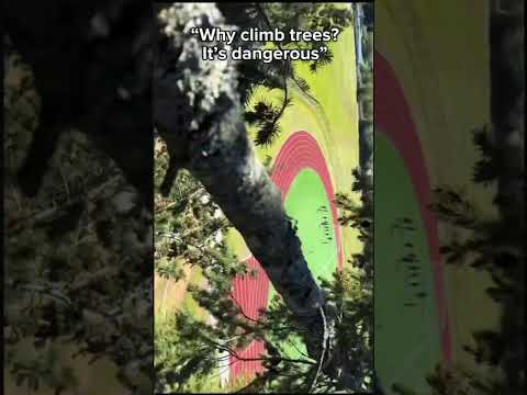Climbing Trees in the best way to enjoy nature #tree #trees #nature #mountain #prettyview