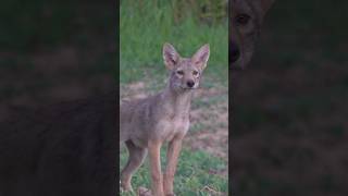 INCREDIBLE coyote pup footage! #coyote #hunting #wildlife #coyotehunt #animals #wolf #hunt #fun