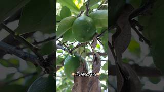 🍋Cosecha de limones🍋#agrocoyote4 #agronomia #plantas