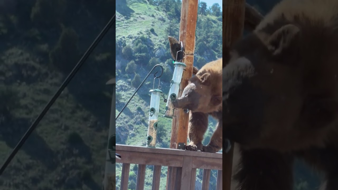 Benjamin Bear in the North 🤣🐻