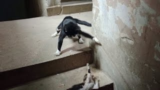 Cat beating kitten