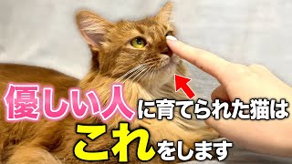 【完全版】優しい人に育てられた猫が見せる行動11選