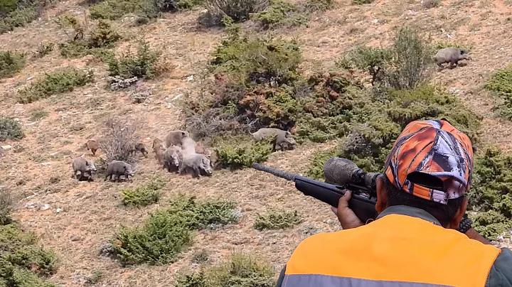 BEST MOMENTS OF WILD BOAR HUNT - DOMUZ AVI EN İYİ ANLAR - Caçada de javali