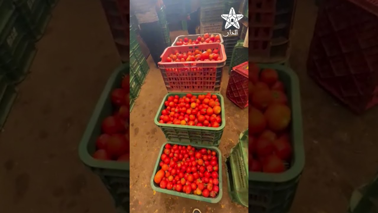 انخفاض أسعار الطماطم بسوق إنزكان مع تسجيل فائض في الإنتاج