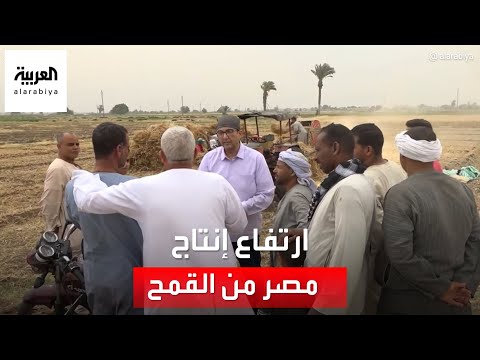 التاسعة هذا المساء ارتفاع إنتاج مصر من القمح إلى 10 ملايين طن هذا العام