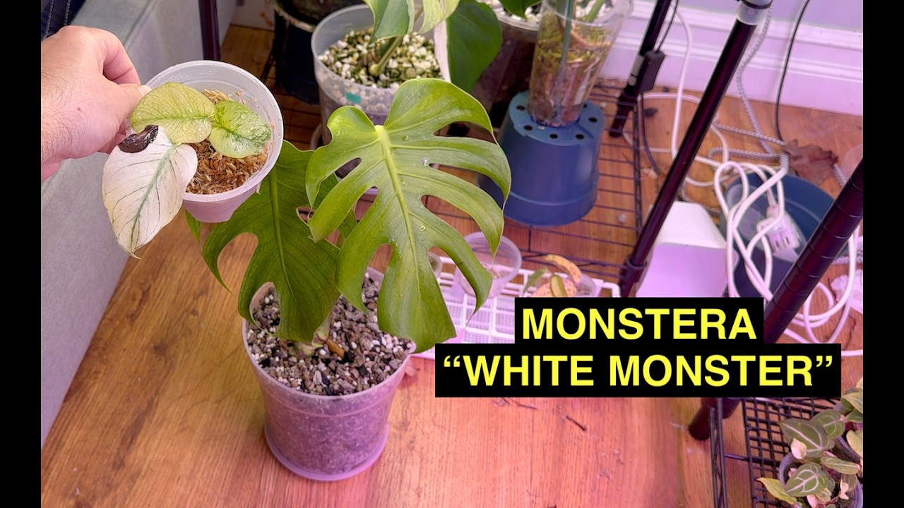 How Does Variegation on Monstera White Monster Work