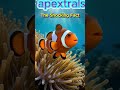 The Secret Life of Nemo: The Shocking Biological Transformation of Clownfish