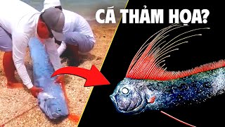 Sự Thật Về Cá Mái Chèo Cứ Nổi Lên Là Có Thảm Họa?