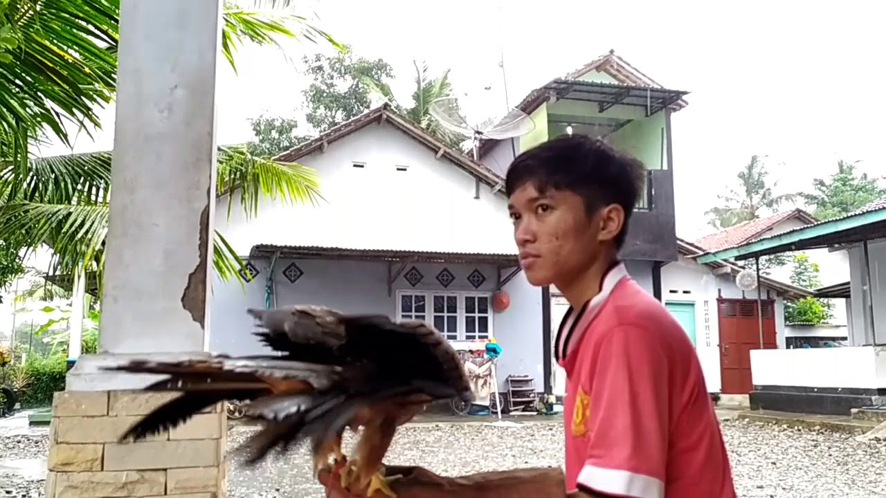 Memberi makan burung elang 