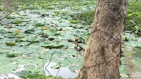 Câu lure cá lóc bằng horned frog