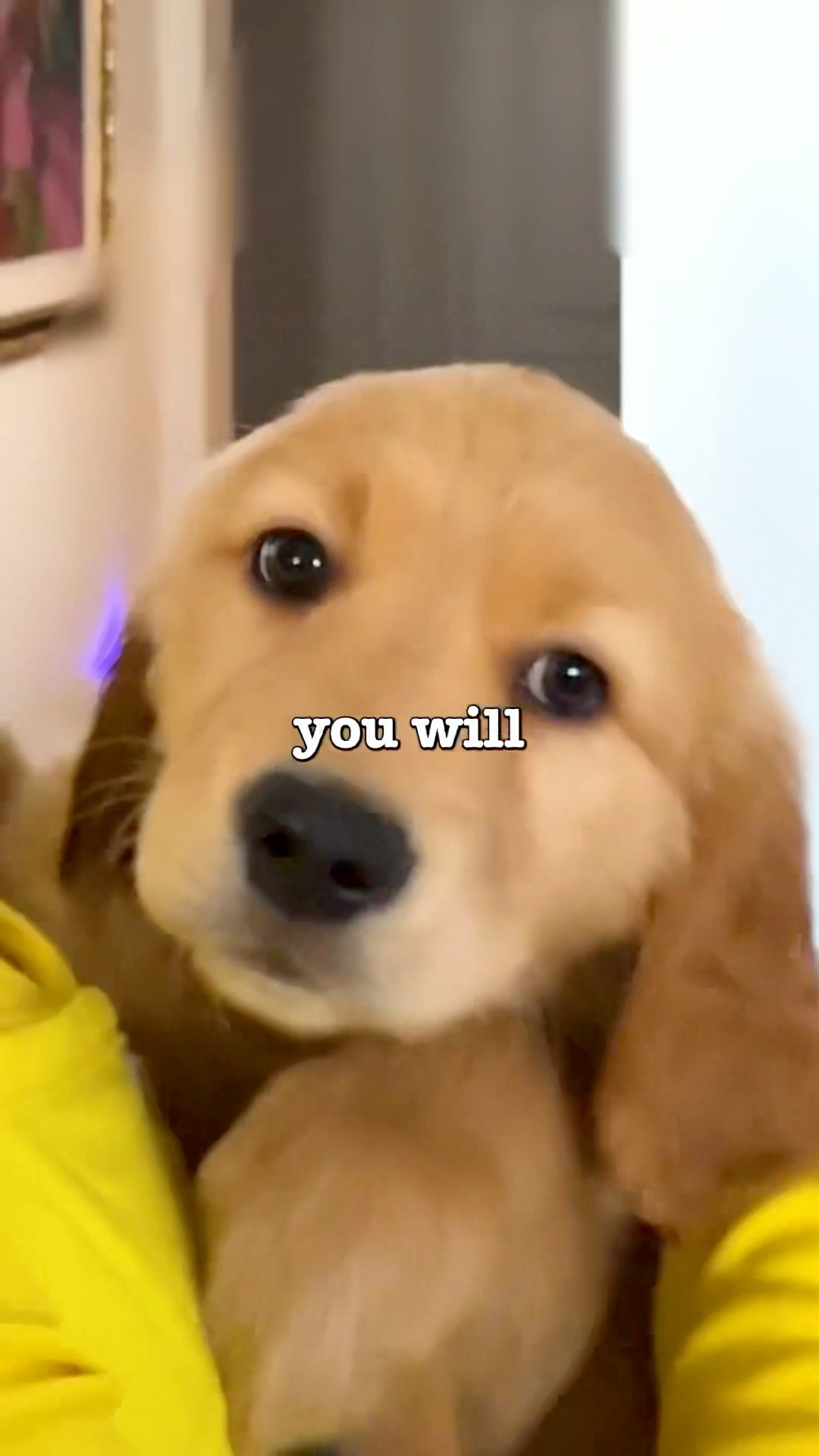 A Puppy Chooses Me ?