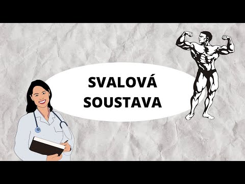 Video: Hlavní Svalové Skupiny člověka: Popis, Struktura