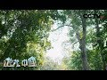 《地理·中国》 探秘热带雨林1：走进西双版纳 探索奇妙生境 20191209 | CCTV科教