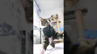 Jumping Kitty tabbycat funnycats cats cat funny shorts