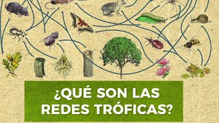 ¿Qué son las redes tróficas?