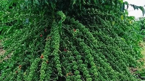 Cập nhật vườn cà phê đa thân không hãm ngọn 1,2mx2,7m nuôi chồi mới