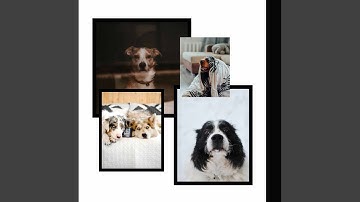 Sprightly Backdrops for Lazy Puppy Afternoons