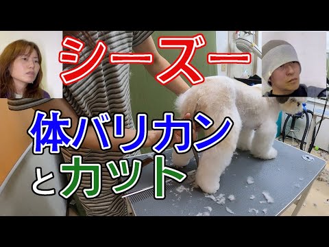 #77 【シーズーの体のカット】体バリカンから仕上げまで