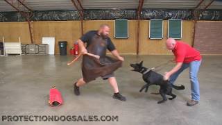Pixie Dust von Prufenpuden 7 Mo’s Early Protection Development & Training Elite!