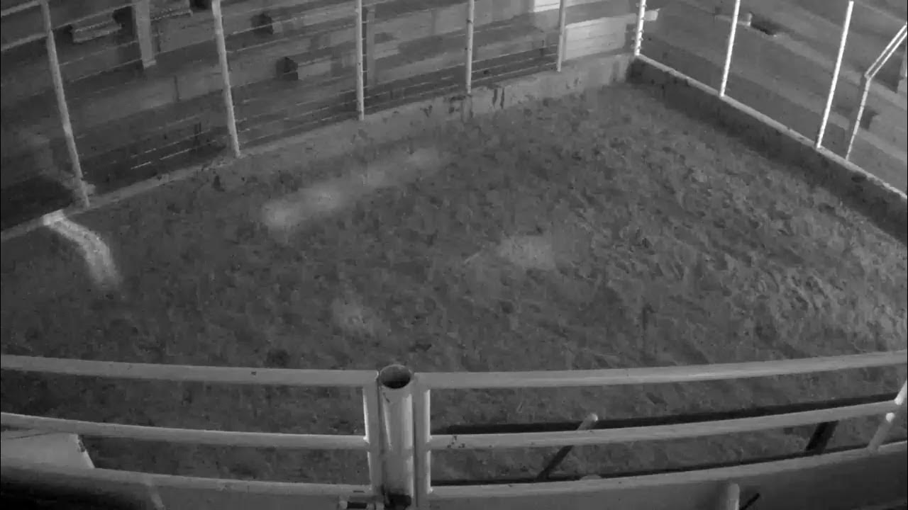 Everson Auction Market Live Stream 3/22/2021 YouTube