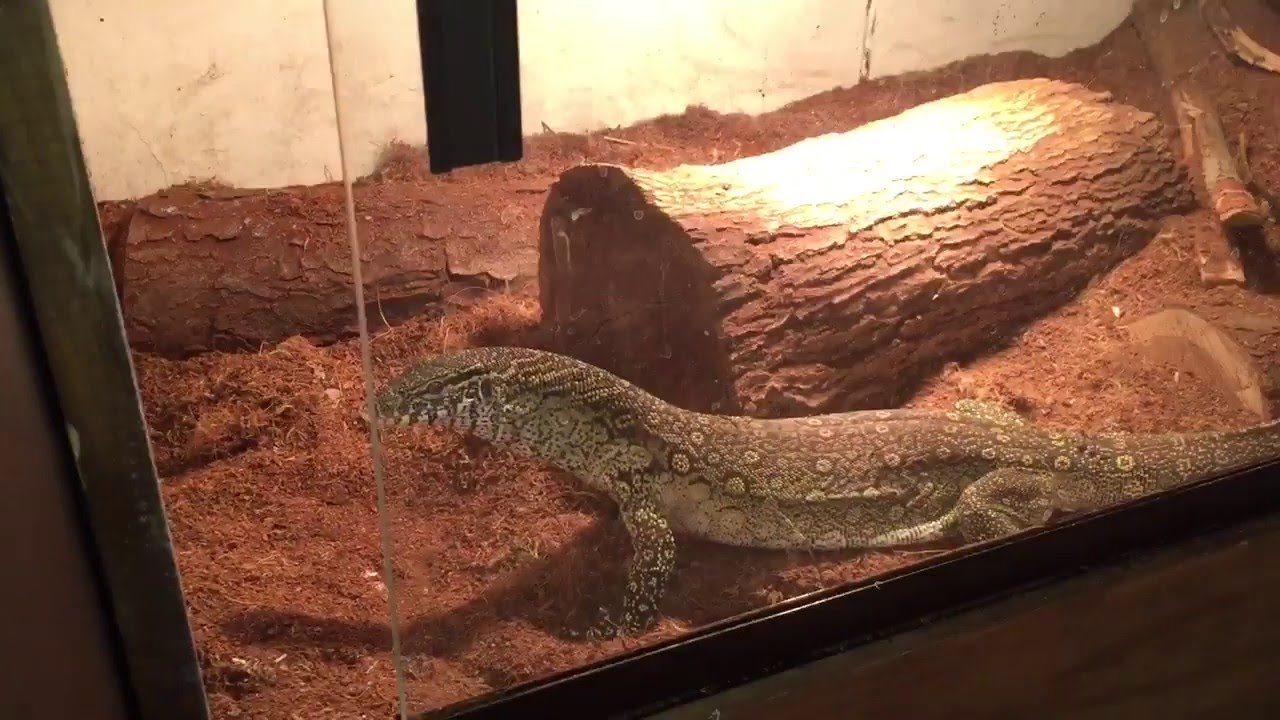 video phone beyonce mp3 Nile monitor eats live mouse