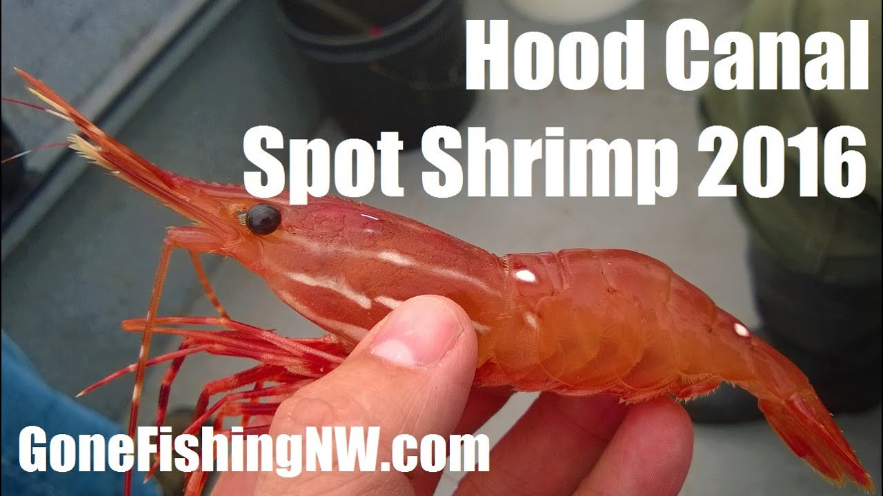 Hood Canal Spot Shrimp 2016 YouTube