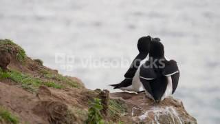 Razorbill Alca Torda On Skomer Island Wales Pembrokeshire South Wales Uk H4Sxqayh
