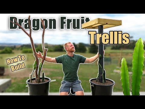 2 Ways to Build a Dragonfruit Trellis for Growing Dragon Fruit in Containers