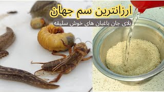 استفاده از آب برنج برای سبزیجات و گلها به عنوان جایگزین سم و نتیجه استفاده از این ماده ارزان