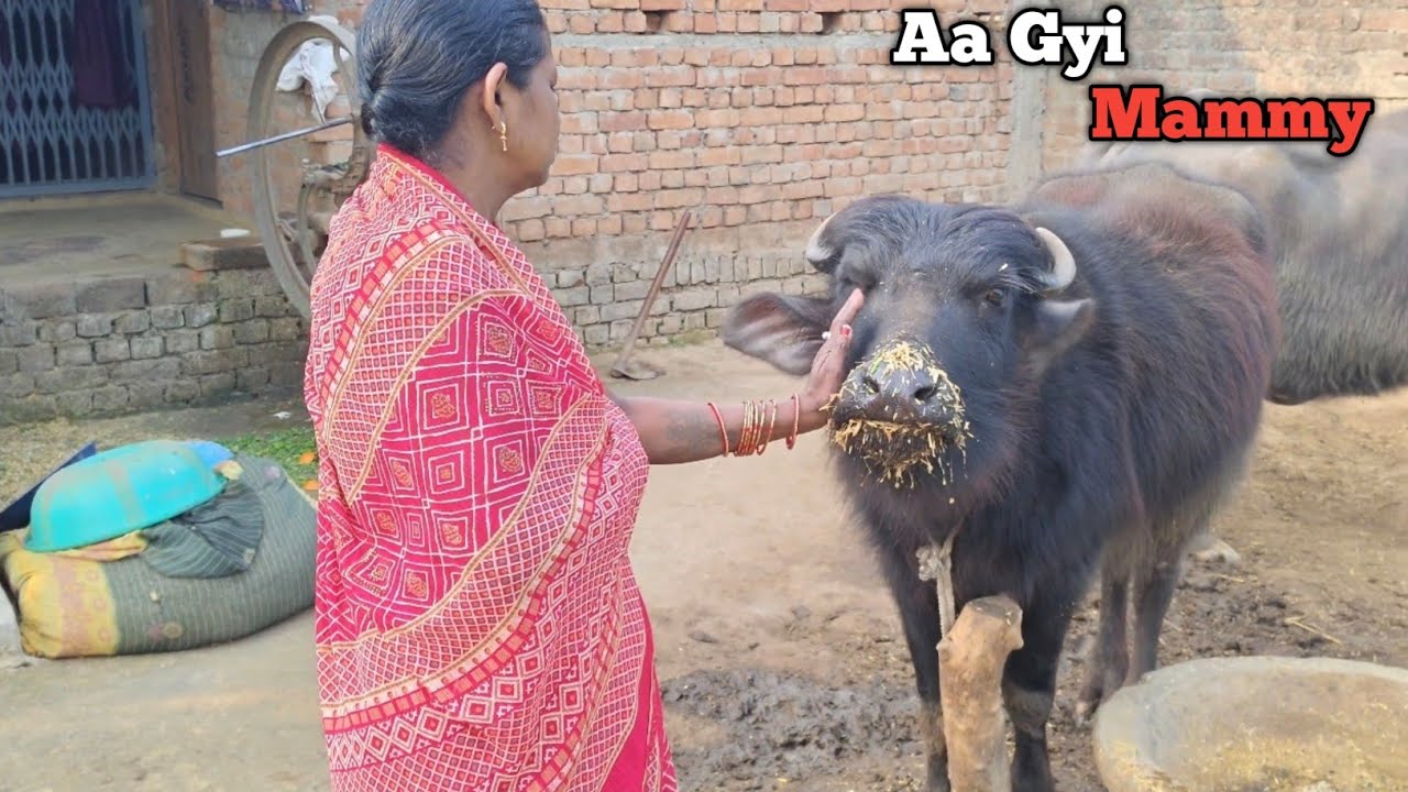 Mummy को पूरे घर में खोज रही है भैंस💔