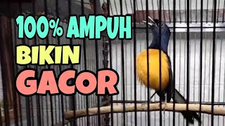 100% Ampuh Pancing Emosi Murai Batu Dijamin Langsung Gacor