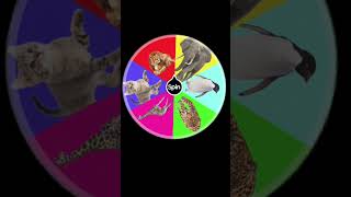 SPIN WHEEL ANIMAL, CAT ANIMAL SPINNING WHEEL