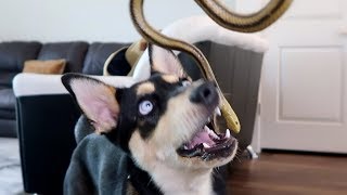 DOG REACTS TO TOY SNAKE!!