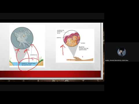 GM|Bio T4 bab:10.1 jenis sistem peredaran