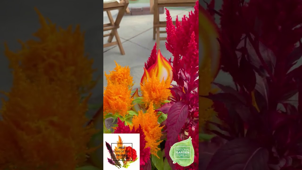 Great Garden Tip - Add Flamma Celosia as the perfect flame for your outdoor firepit!