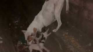 Dog Carrying Her Puppies to safety from the drain | Biting the tail, ears or neck by Realistic Animal Sounds 167 views 4 months ago 56 seconds