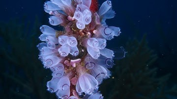 Video Clip  - 1st place -  Jorje Juan Candan Illan (Videographer)