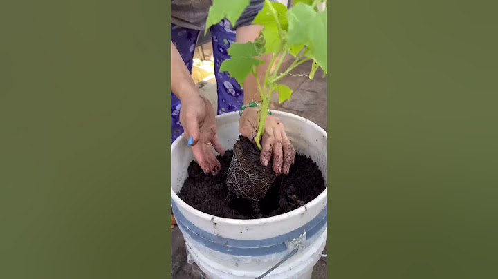 One unique way to plant your cucumbers! #upcycle #cucumbers #urbangardening #urbangarden #shorts