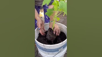 One unique way to plant your cucumbers! #upcycle #cucumbers #urbangardening #urbangarden #shorts