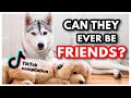 My Husky HATES Her Little Brother! | Funny Dog TikTok Compilation