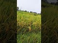 Nitaren kuri santali sort video