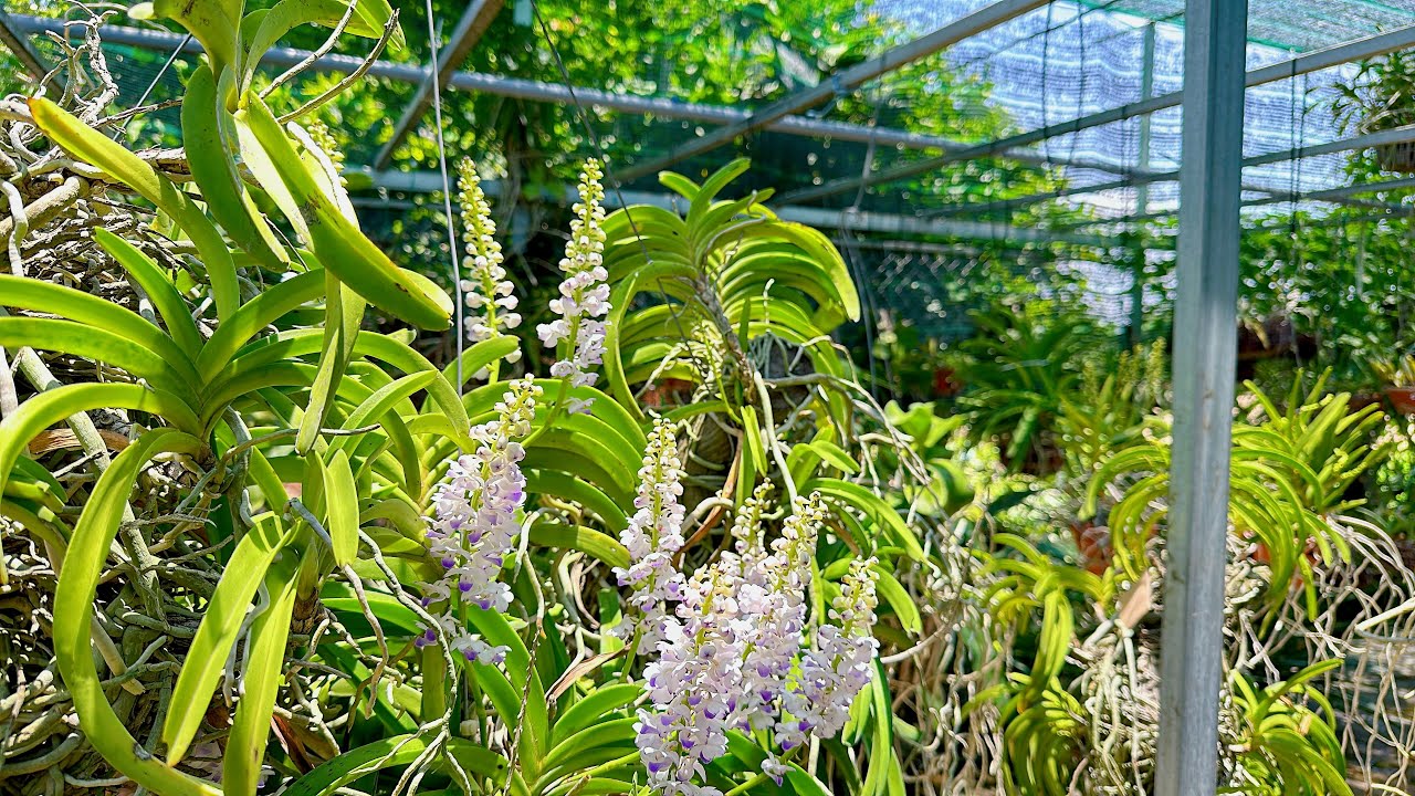 Lan Rừng - ngày 1-3-2026 ll lan rừng giá rẻ ll thanh lý bao ship ll