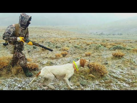 Av köpeği ile dağlarda muhteşem bir keklik avı, magnificent partridge hunt with a hunting dog. Hunt