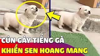 Cún con 'CHẠY NHẦM' hệ điều hành trổ tài 'GÁY Ò Ó O' khiến ai cũng ngỡ ngàng 😅 Gâu Đần