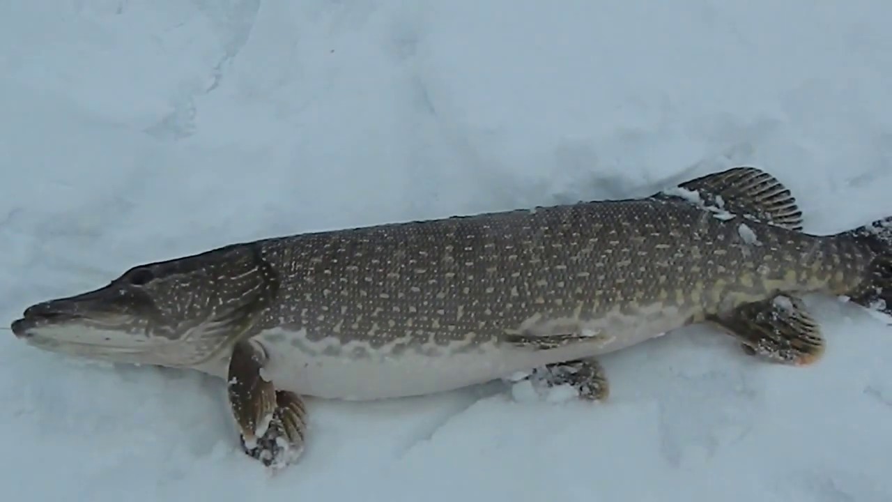 Щука 5 Кг Фото
