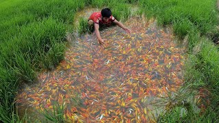 Super Amazing! Found A Lot Betta Fish, Goldfish & KOi Fishes in Rice Field Farm