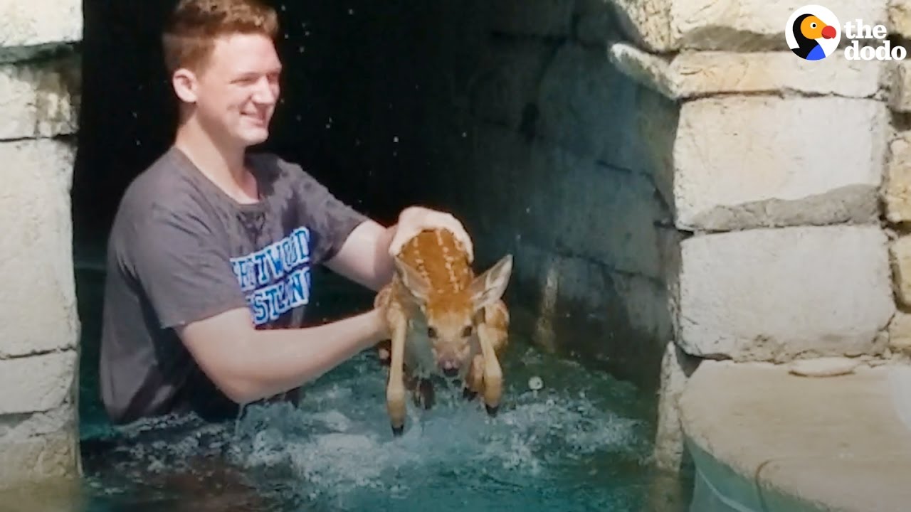 Dramatic Animals Rescued From Backyard Swimming Pools | The Dodo
