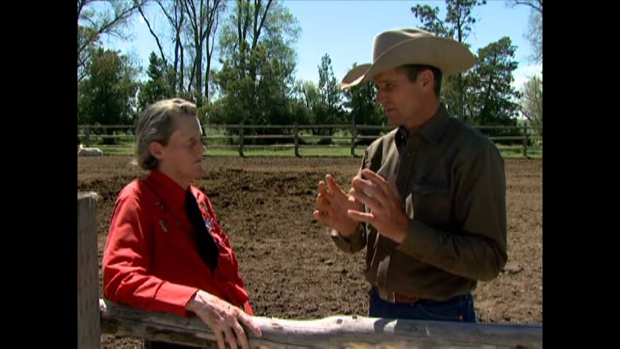 Cattle Handling - Education (BQA)