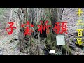 1200年の歴史　遠隔祈願用動画　子宝祈願　子持桂木　七蔵寺