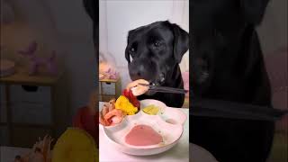 The Plate Is Now History. Labrador. Cute Pet Debut Plan